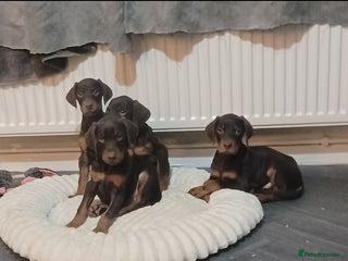 Dobermann dogs Beutifull doberman puppies - Advert 1