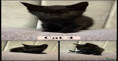 Mixed Breed cats - Advert 7