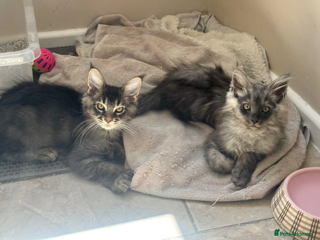 Maine Coon cats for sale: 2 beautiful Maine coon boys  - Advert 2