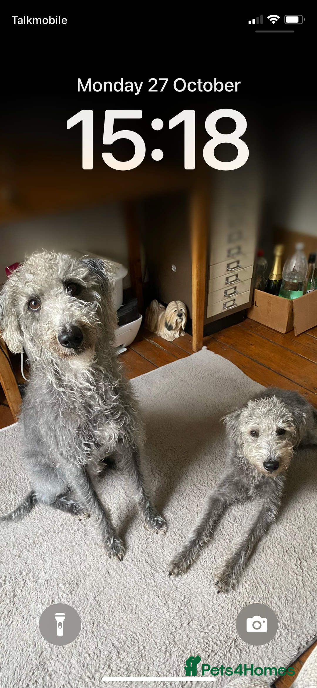Bedlington Terrier dogs for stud: 3/4 Bedlington 1/4 Whippet Stunning boy for stud - Advert 12