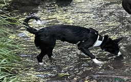 Border Collie dogs for sale: Female Collie  - Image 3