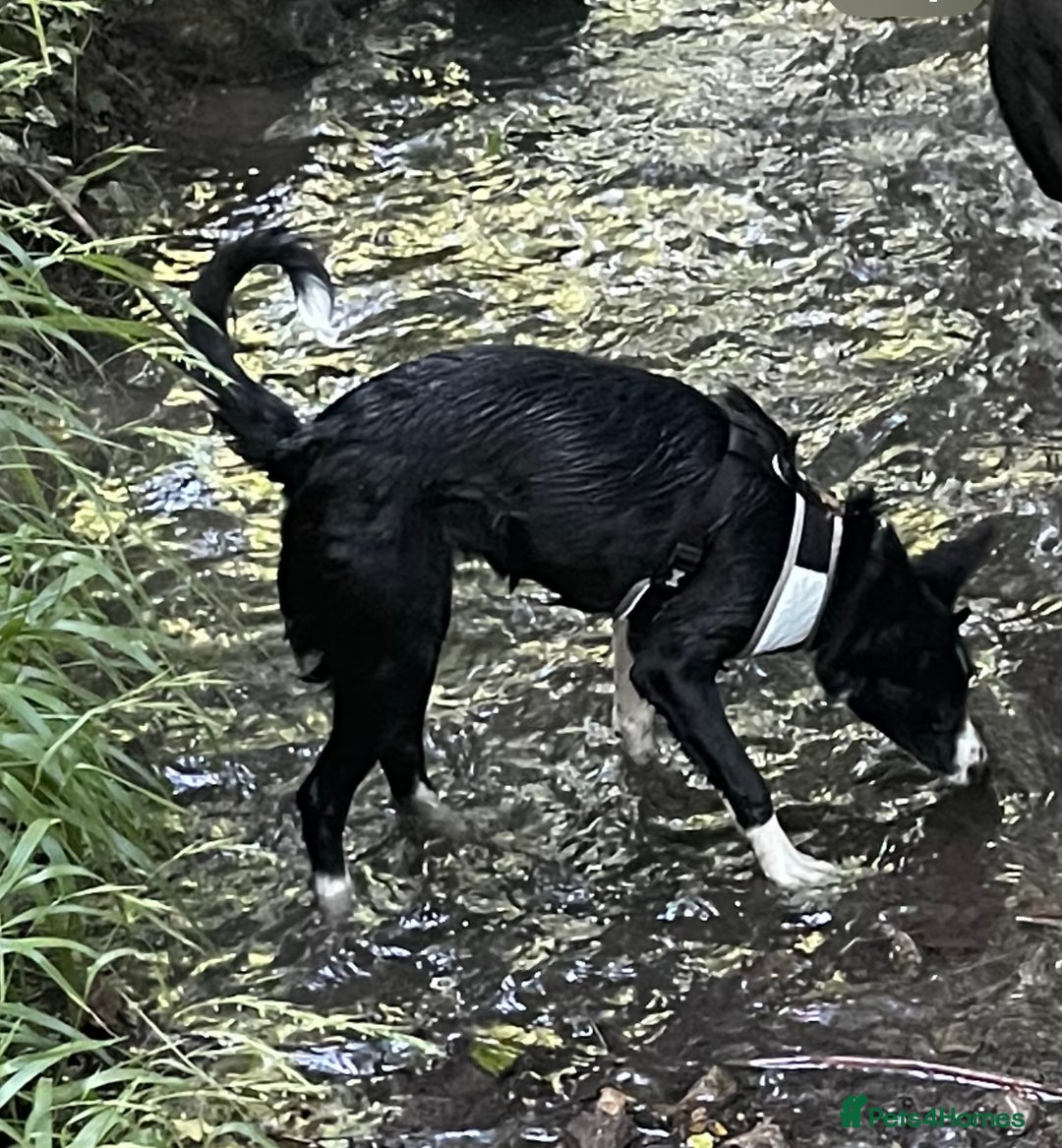 Border Collie dogs for sale: Female Collie  - Image 3