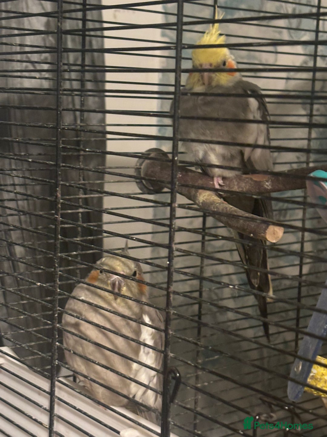 Cockatiels birds for sale: 2 tame cockatiels with cage canvey island £150 - Advert 2