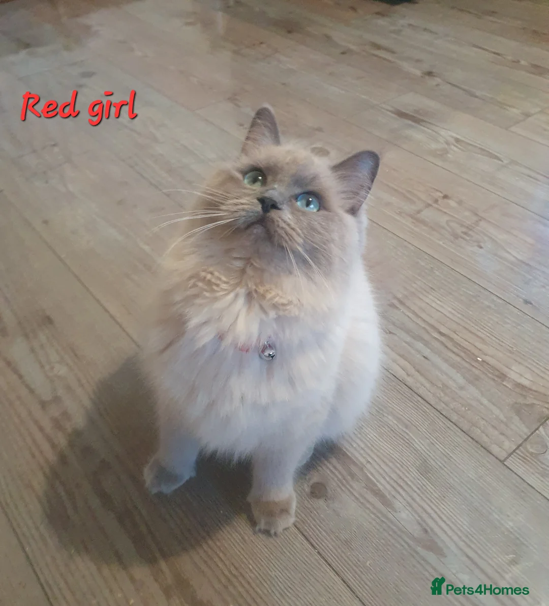 Ragdoll cats for sale: Sweet&Playful ragdolls - Advert 29