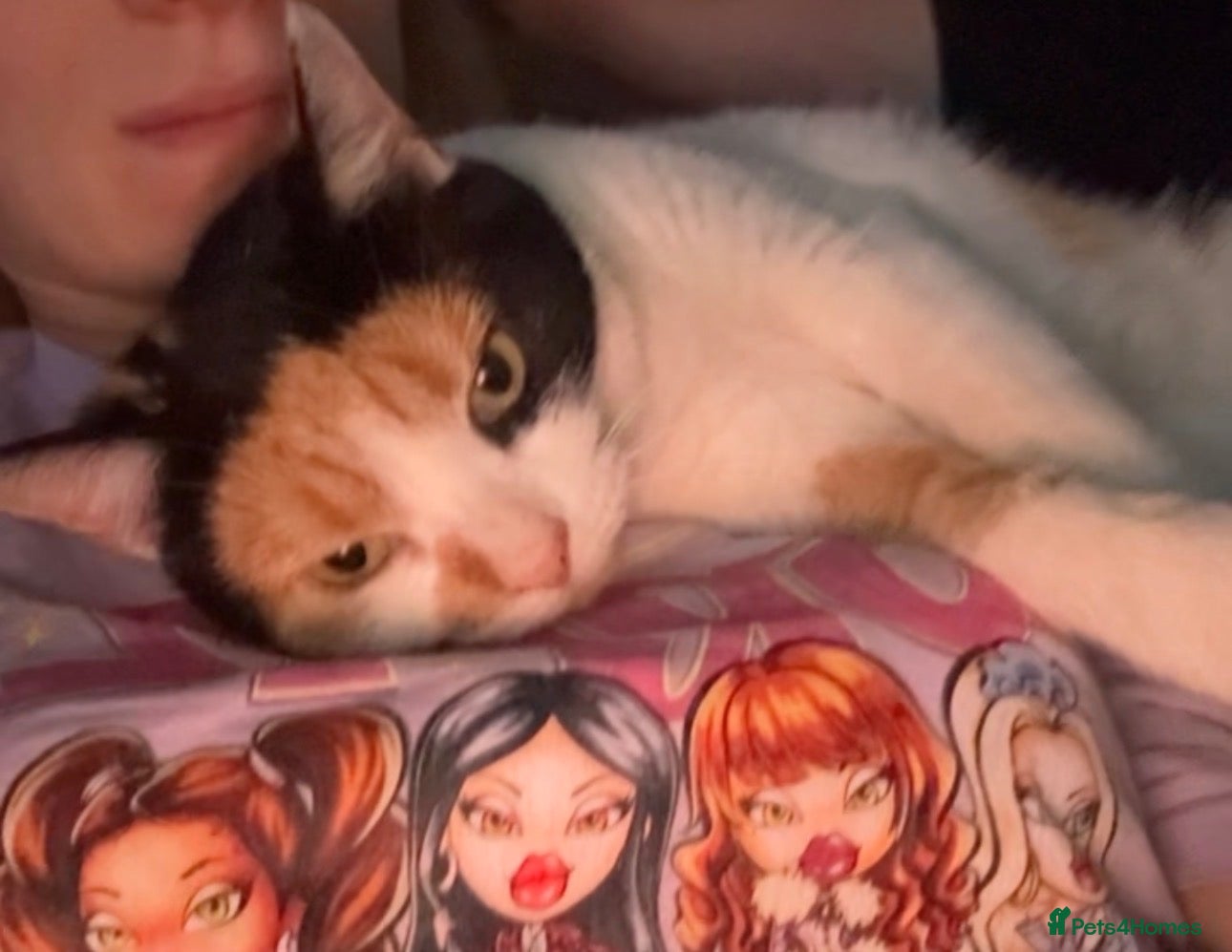 Domestic Shorthair cats for sale: maltida the cat - Advert 2