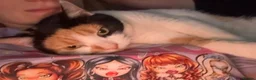 Domestic Shorthair cats for sale: maltida the cat in Basingstoke - Advert 1