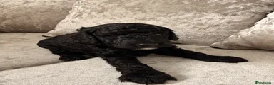 Cockapoo 2