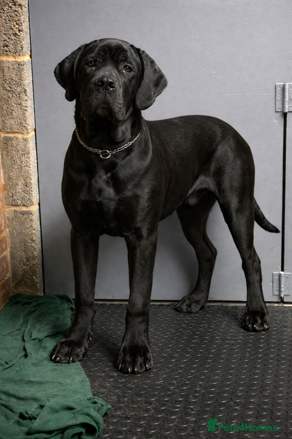 Cane Corso dogs 🖤 Pick of the Litter – Black Cane Corso Male - Advert 1