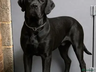 Cane Corso dogs 🖤 Pick of the Litter – Black Cane Corso Male - Advert 1