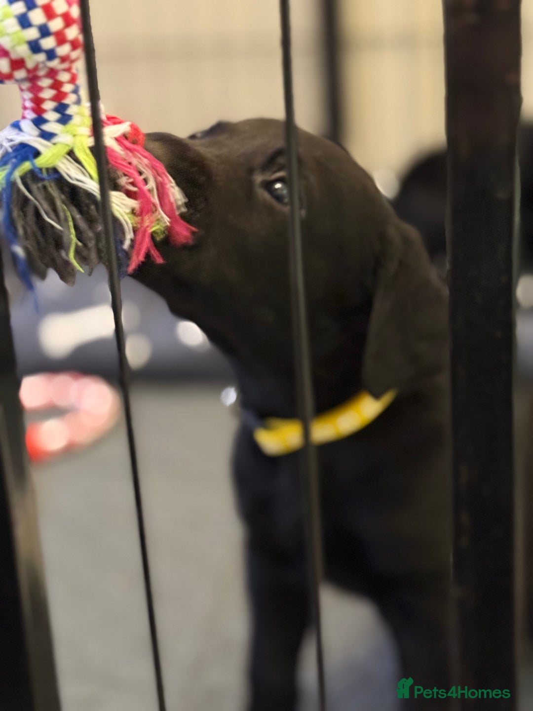 Labrador Retriever dogs for sale: Black/fox Labrador kc with 5 wks free insurance  - Image 29