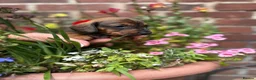 Miniature Dachshund dogs for sale: Beautiful Dachshund Pups  - Advert 3