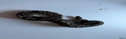 Python Snake reptiles for sale: Ball pythons various reduced  - Advert 24