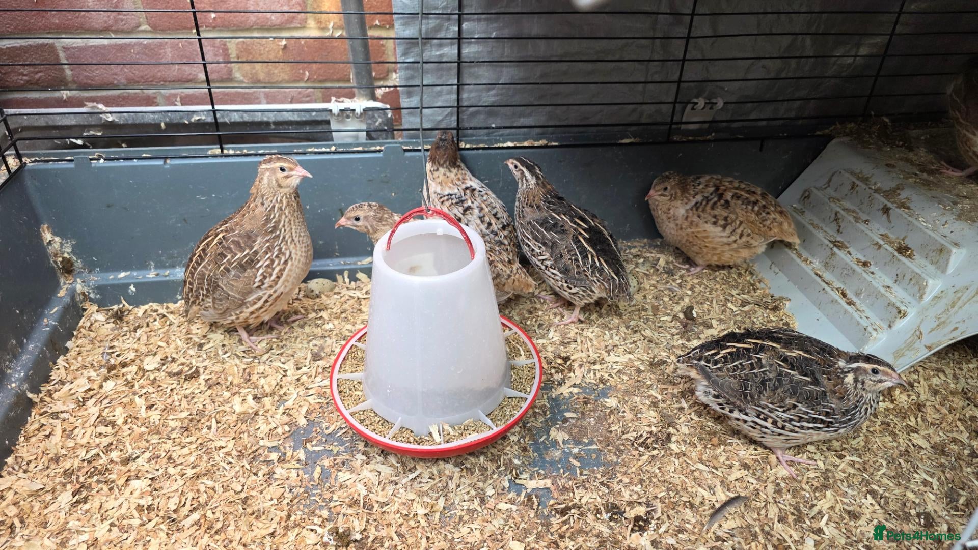 Quail poultry Coturnix Quail for Sale - Advert 1