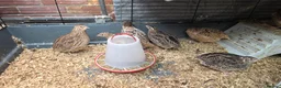 Quail poultry for sale: Coturnix Quail for Sale - Advert 1