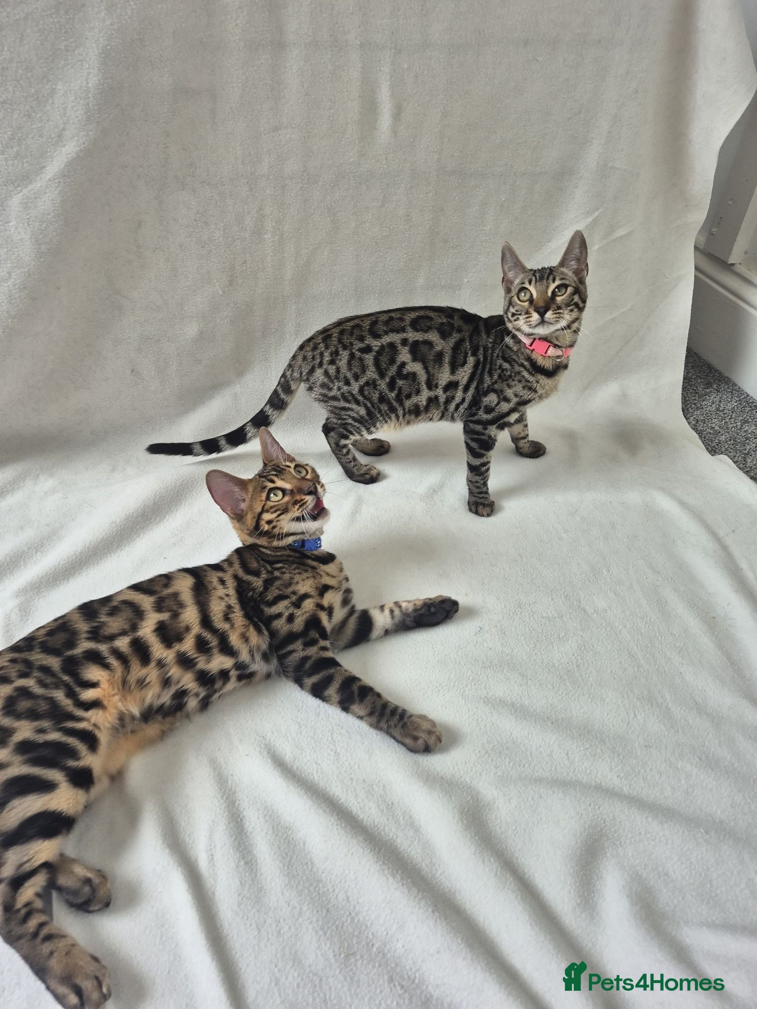 Bengal cats Purebred SUPER CUDDLY Bengal kittens! TWO LEFT!  - Advert 12