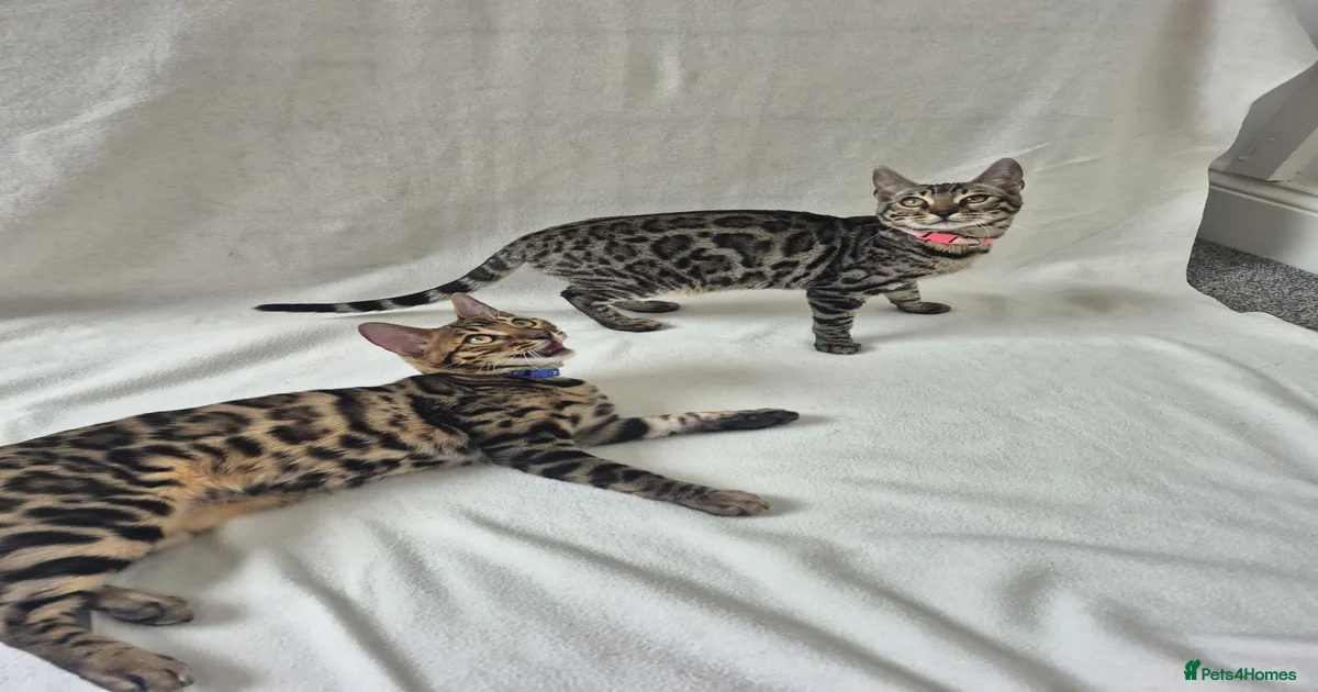 kittens-for-sale-in-middlesbrough-middlesbrough-pets4homes