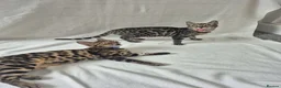 Bengal cats for sale: Purebred SUPER CUDDLY Bengal kittens! ONE LEFT!  - Advert 2