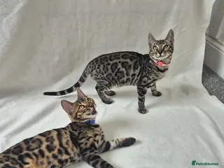 Bengal cats Purebred SUPER CUDDLY Bengal kittens! TWO LEFT! - Advert 12