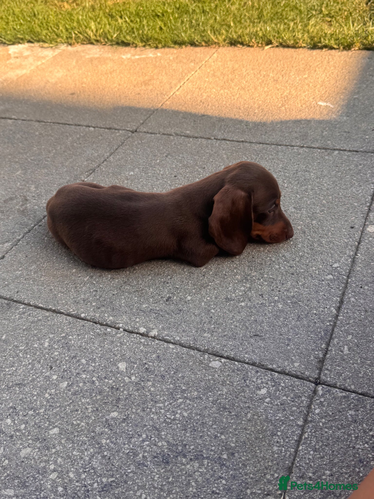 Miniature Dachshund dogs Miniature dachshund puppies  - Advert 1