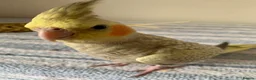 Parakeets birds for sale: Cockatiel & Kakariki Hand Reared! - Advert 5
