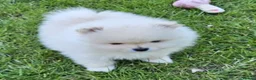 Pomeranian dogs for sale: Amazing Pomeranian ** Pure White colour puppy  - Advert 9