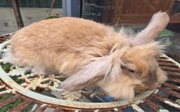 Mixed Breed rabbits for sale: Female bunnie  - Image 4
