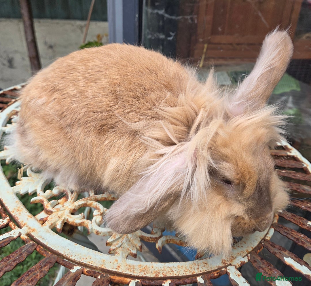 Mixed Breed rabbits for sale: Female bunnie  - Image 4