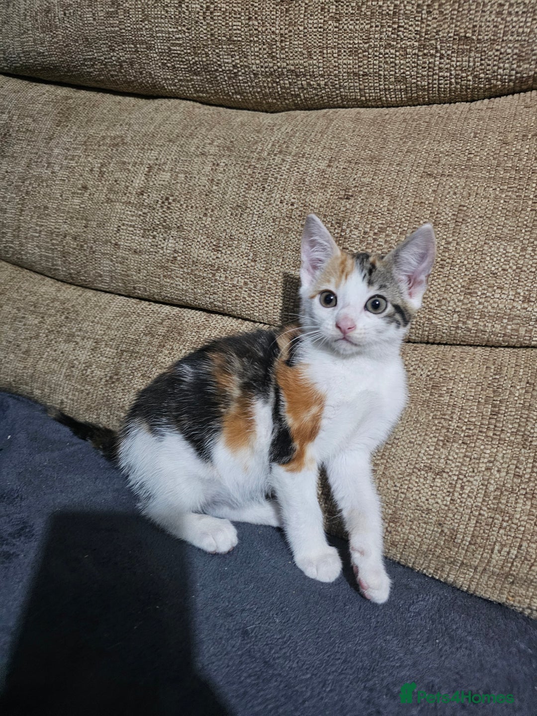 Mixed Breed cats for sale: Beautiful kittens available for sale - Advert 5