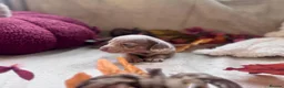 Miniature Dachshund dogs for sale: Beautiful Miniature Dachshund Puppies  - Advert 9