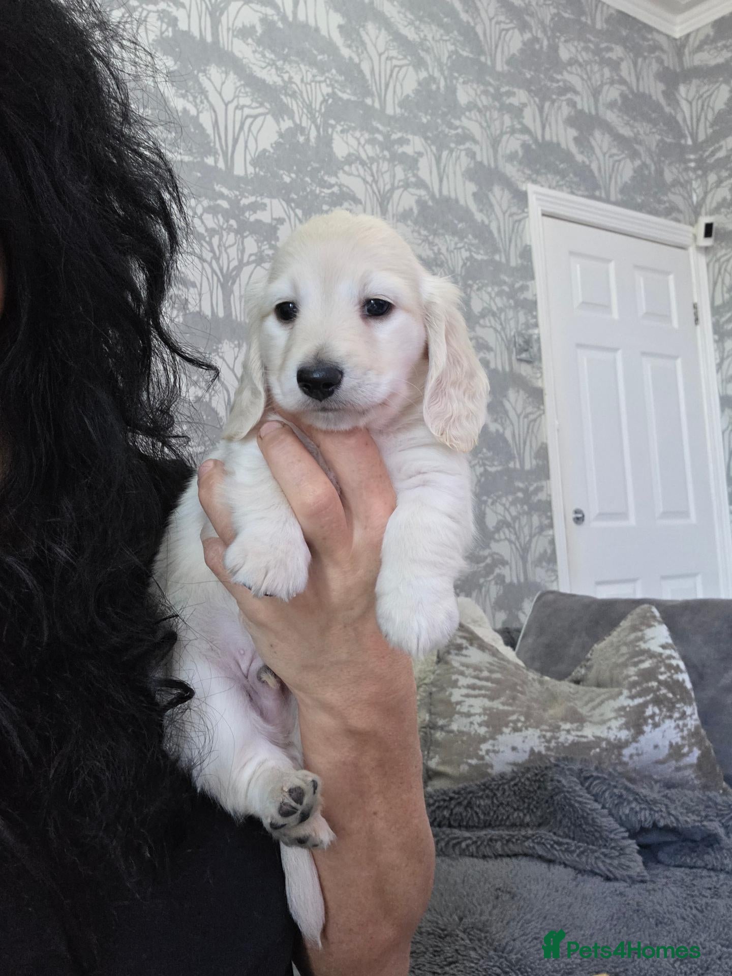 Miniature Dachshund dogs for sale: Clear cream miniature long-haired Dachshunds - Advert 1