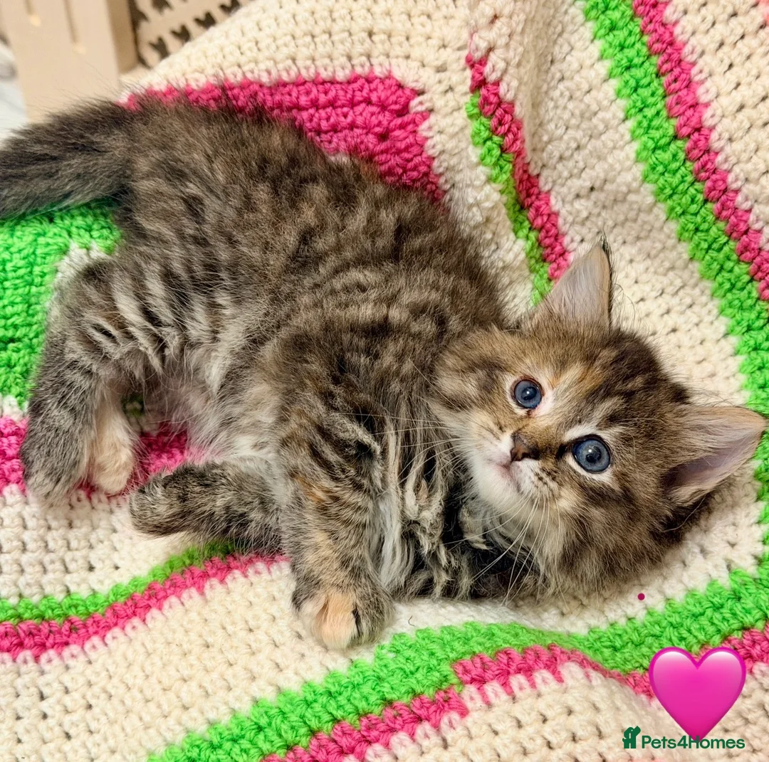 Mixed Breed cats for sale: 💖 MAINE COON X RAGDOLL *PARENTS HEALTH TESTED* 💖 - Advert 2