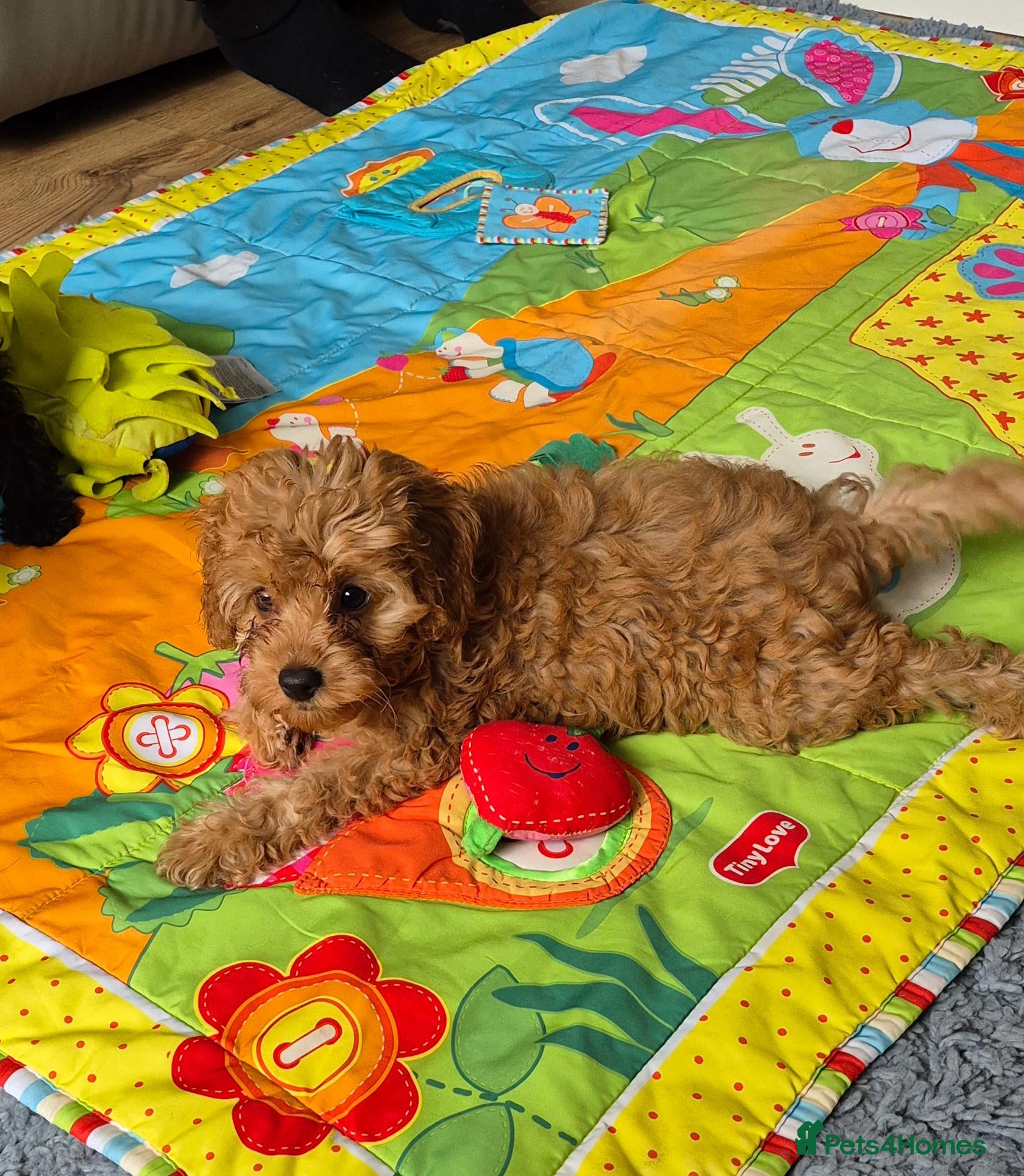 Cavapoo dogs Amazing Miniature cavapoo f1b puppies - Advert 2