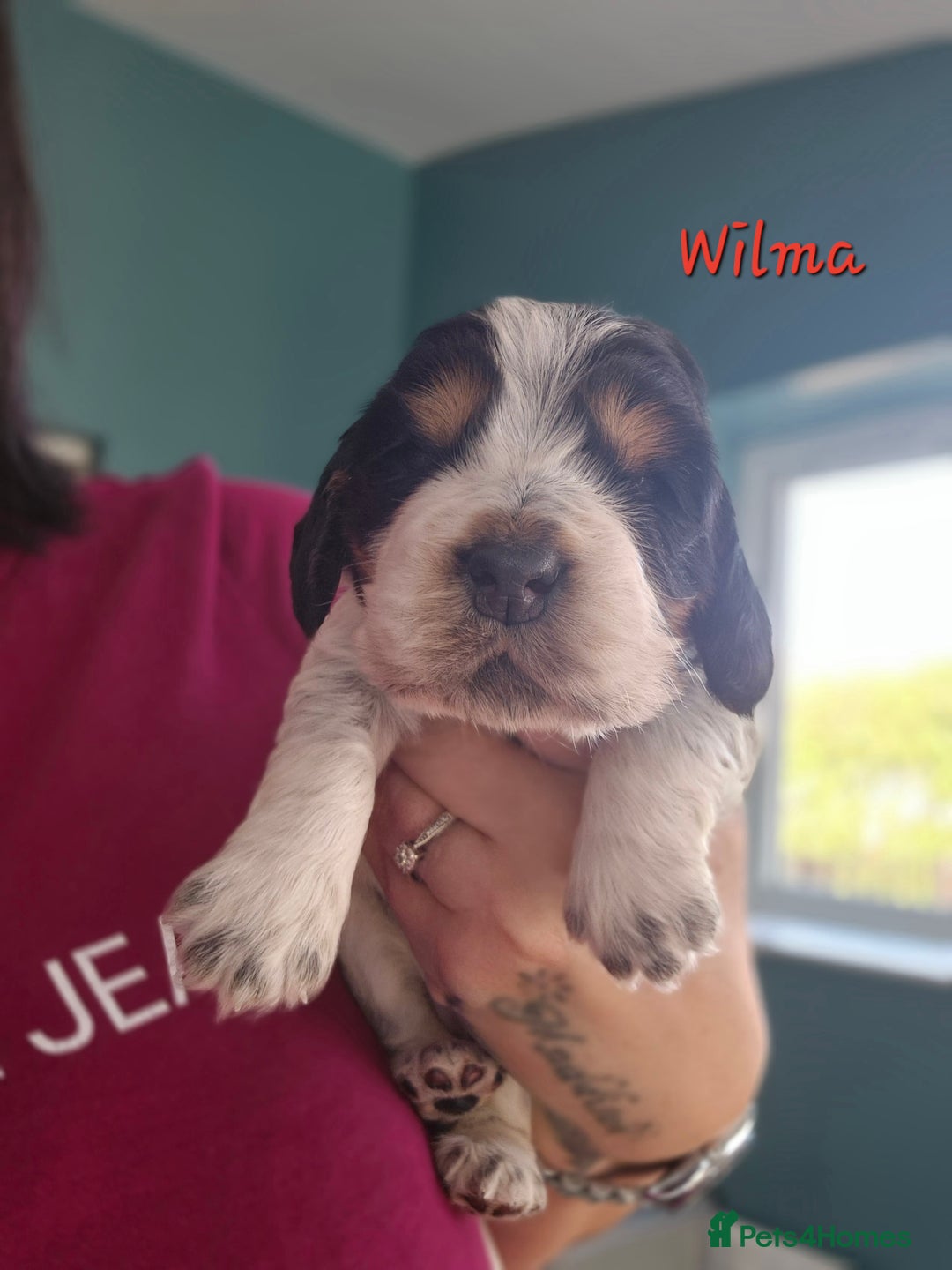 Cocker Spaniel dogs for sale: Reduced**** Ready Now Cocker Spaniel puppies 🐶  - Advert 14