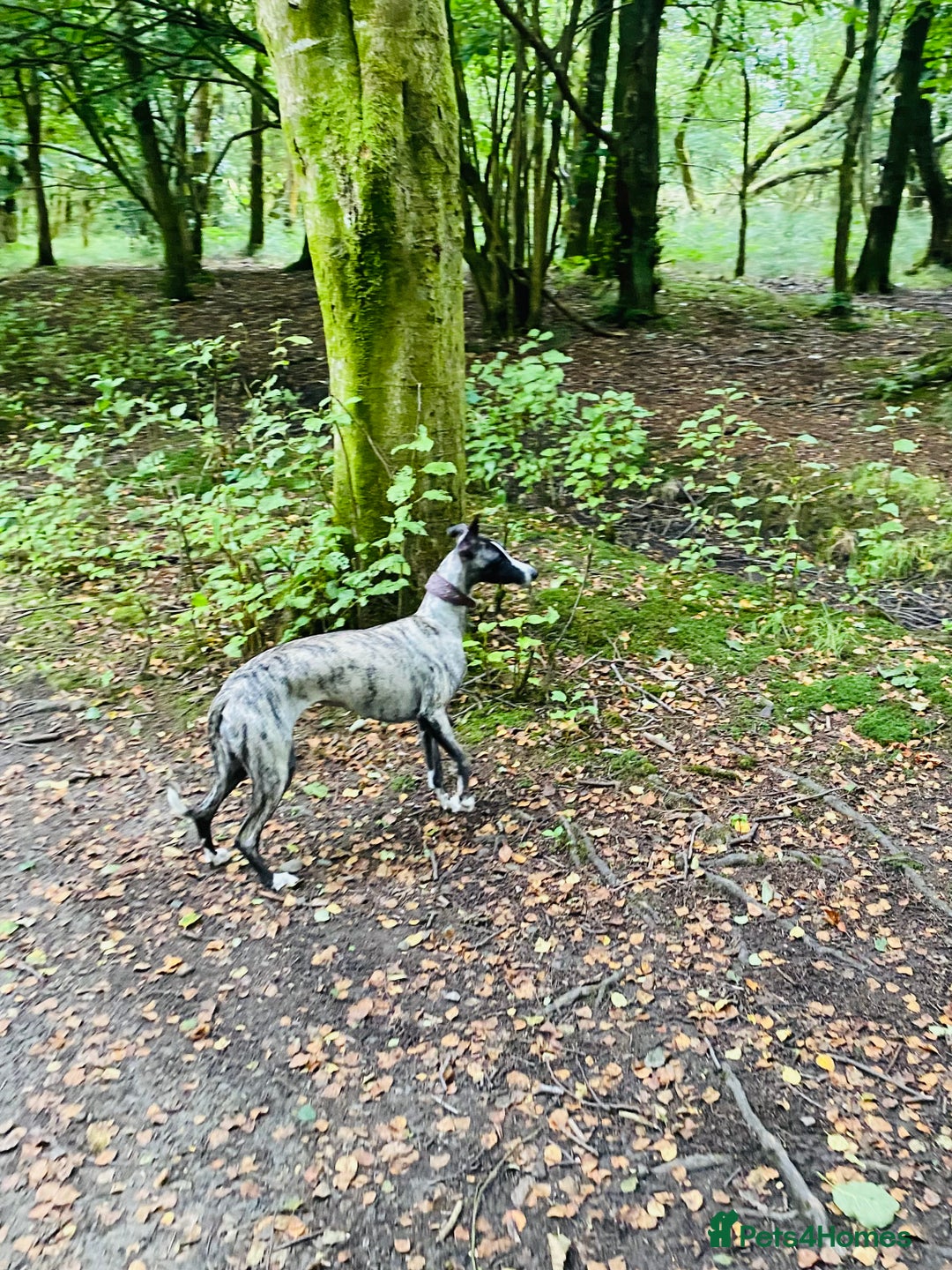 Whippet dogs for sale: 🐾✨ Exceptional Brindle Whippet Puppies✨🐾 - Advert 6