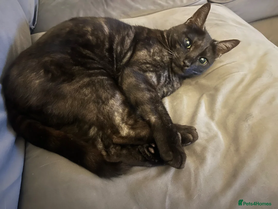 Domestic Shorthair cats for sale: Archie - 6 Year Old Ghost Tabby for Rehome - Advert 2