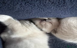 Ragdoll cats for sale: Beautiful  Blue point Mitted Ragdolls  - Image 6