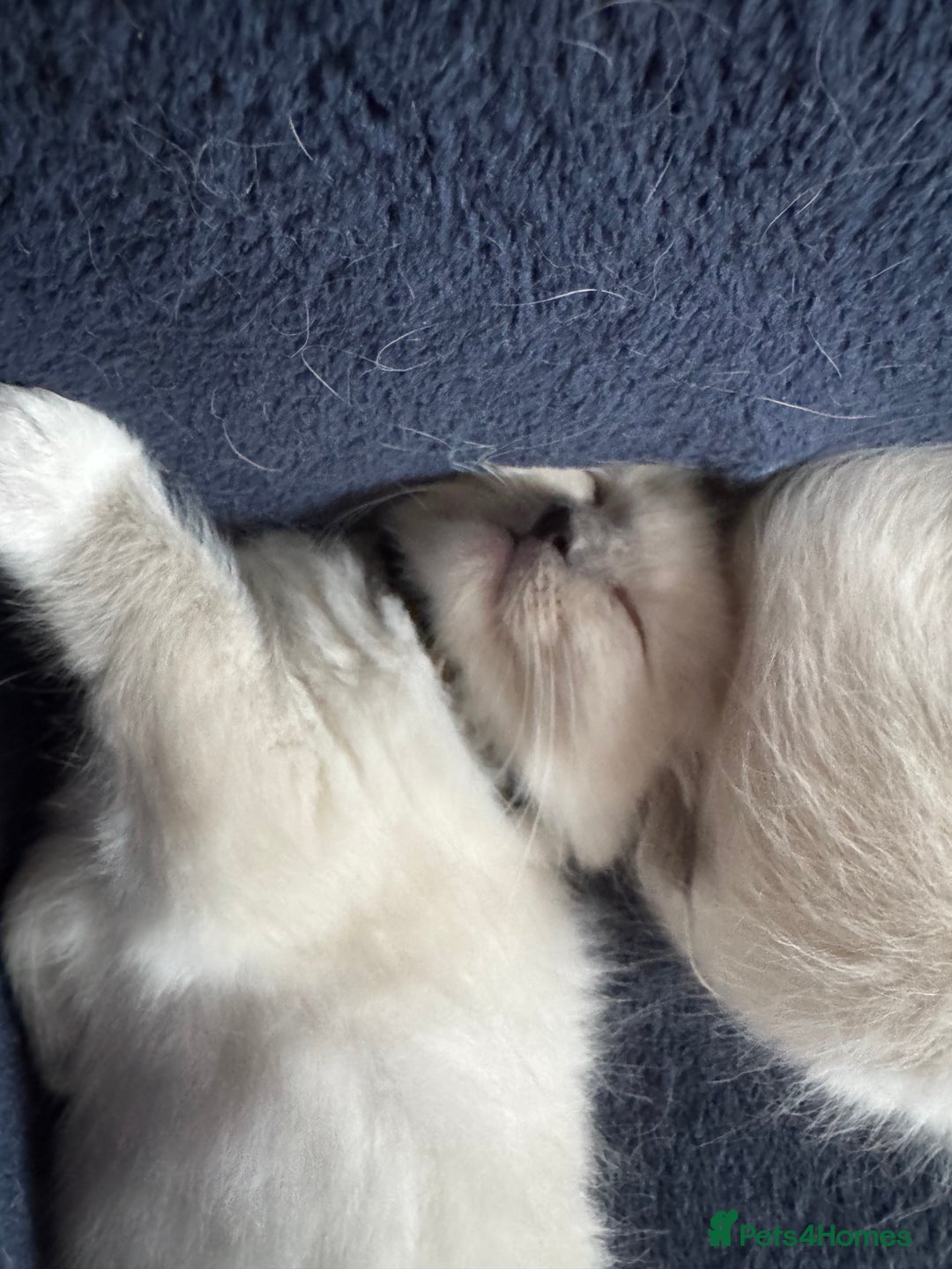 Ragdoll cats for sale: Beautiful  Blue point Mitted Ragdolls  - Image 6
