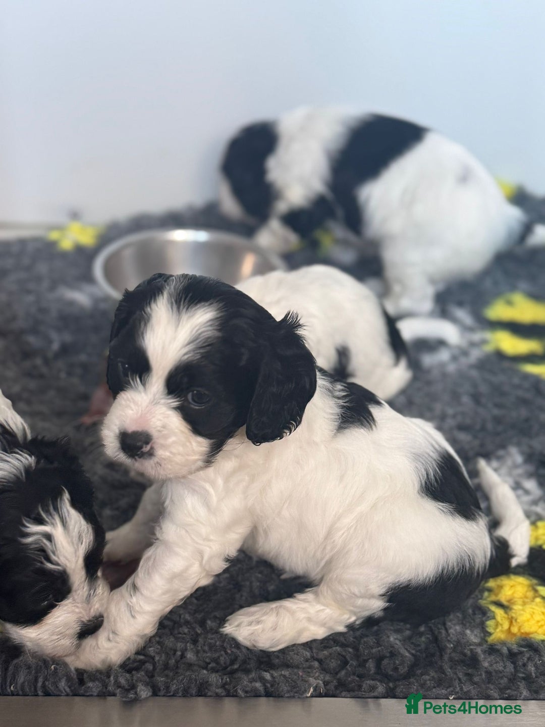 Cavapoo dogs for sale: Beautiful Parti ( black and white ) cavapoos  - Advert 6