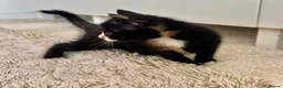 Mixed Breed cats for sale: 5 beautiful kittens for sale 🖤🧡  - Advert 19
