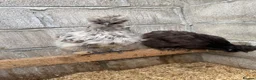 Chickens poultry for sale: Hatching Eggs🐣USA Bearded Silkies,Brahmas,Vorwerk - Advert 20