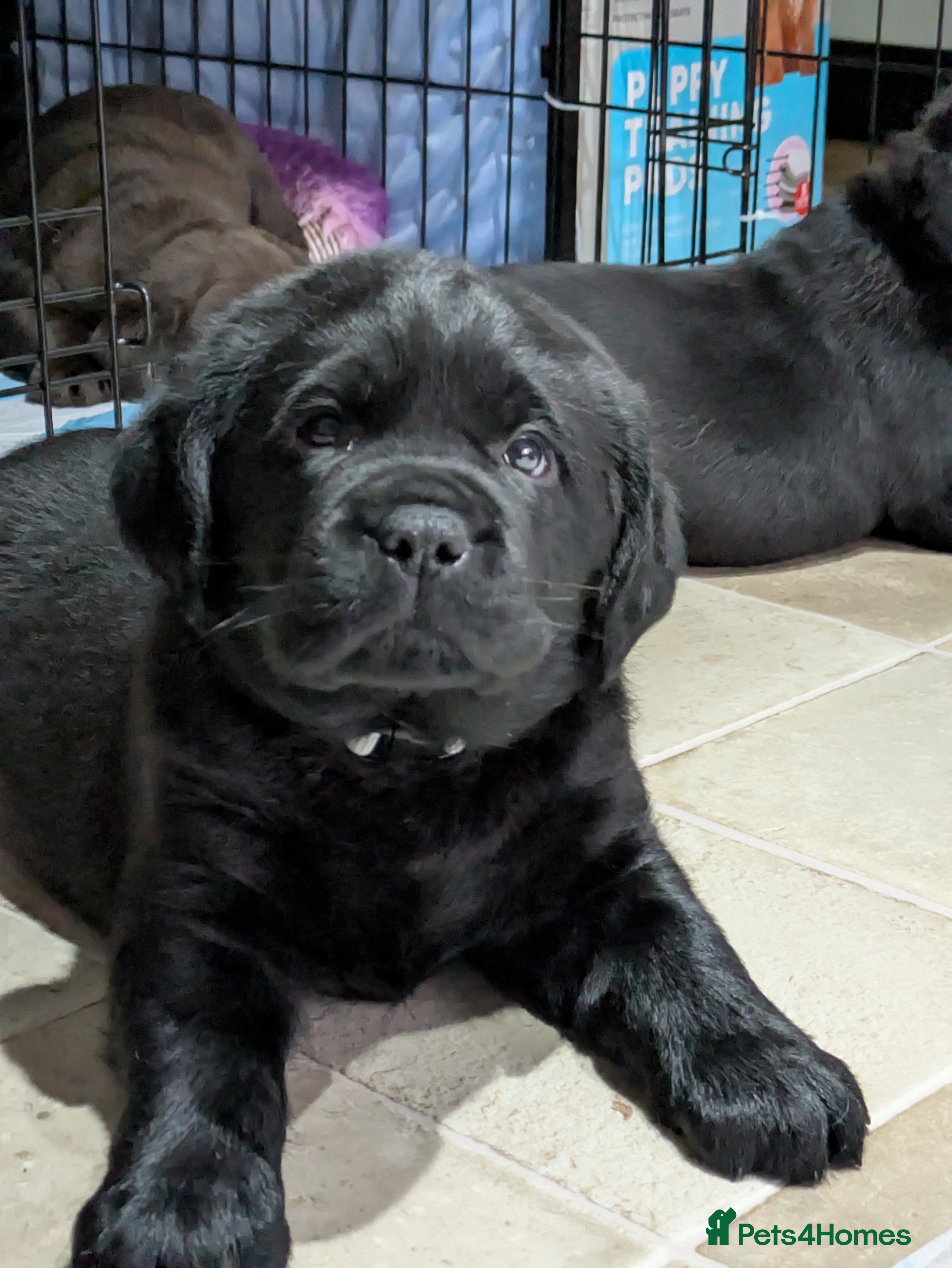 Labrador Retriever dogs Stunning chunky kc reg pups, parents health tested - Advert 2