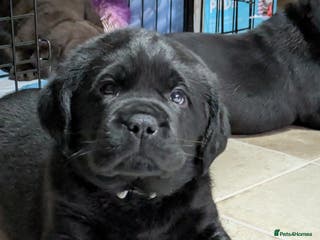 Labrador Retriever dogs Stunning chunky kc reg pups, parents health tested - Advert 2