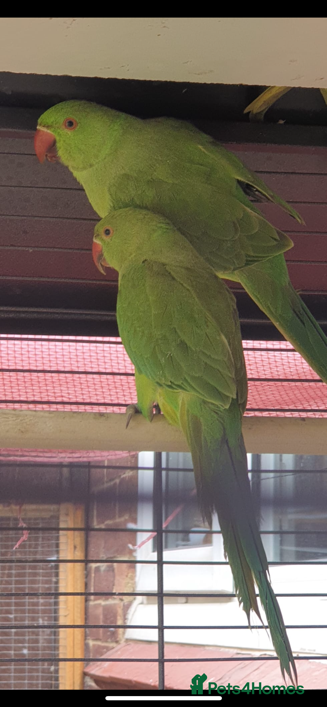 Ringnecks birds for sale: Indian Ringneck  - Image 3