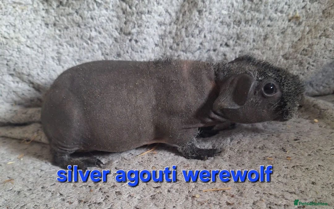 Guinea Pig rodents for sale: 2 pairs of bonded skinny boars - Advert 1