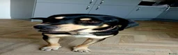 Mixed Breed dogs for sale: Aron - lovely mixed breed in Eastbourne - Advert 1