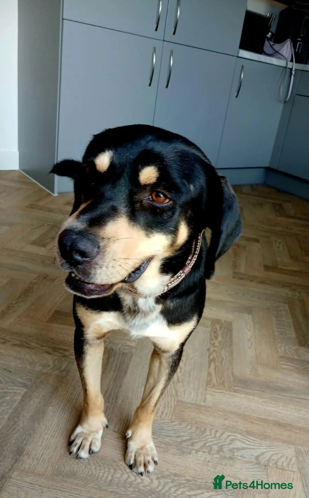 Mixed Breed dogs for sale: Aron - lovely mixed breed in Eastbourne - Advert 1