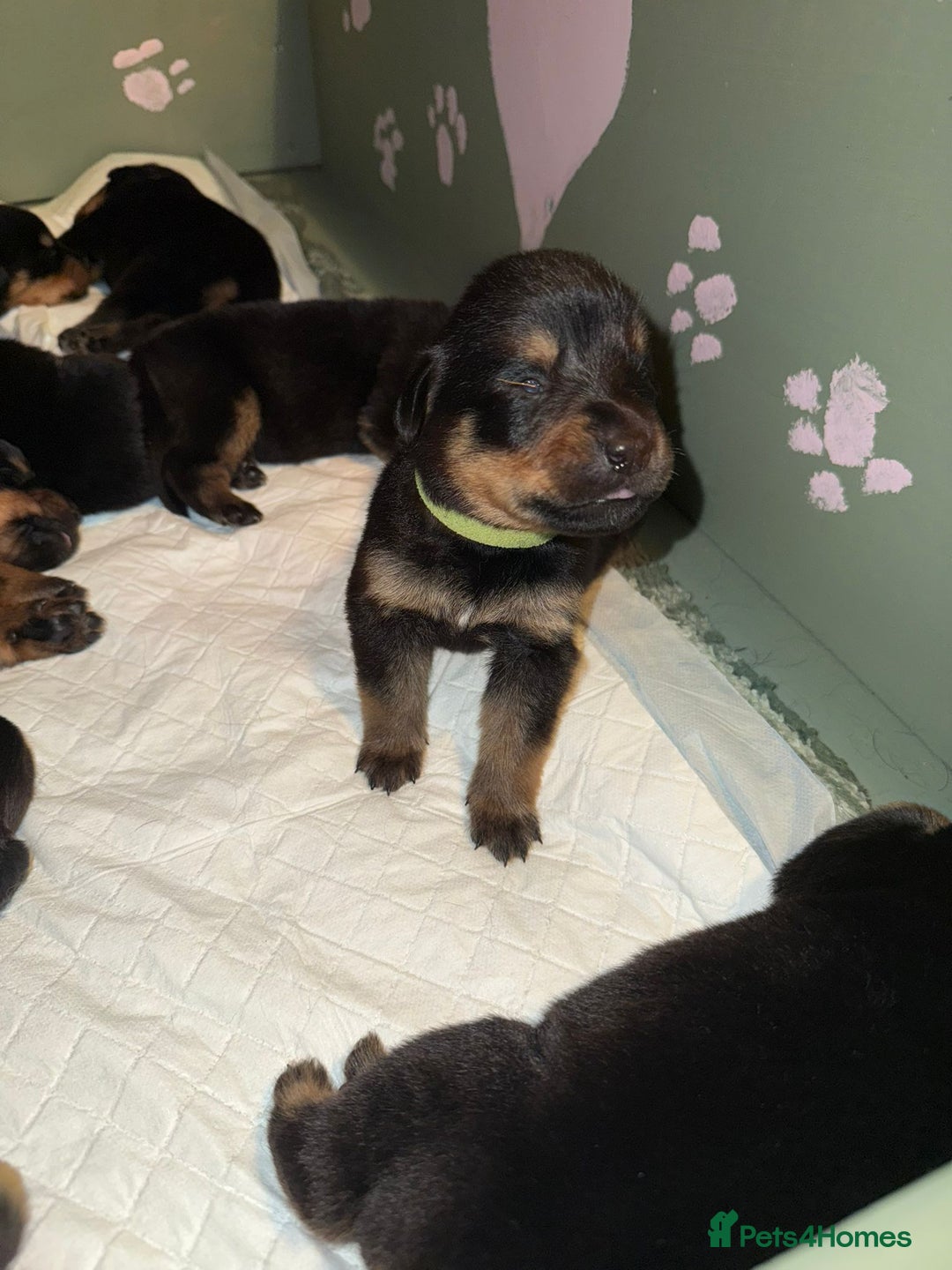 Rottweiler dogs for sale: 12 beautiful puppies  - Image 20