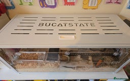 Hamster rodents for sale: Syrian Hamster - Image 7
