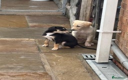 Mixed Breed dogs for sale: Saluki whippet greyhounds  - Image 14