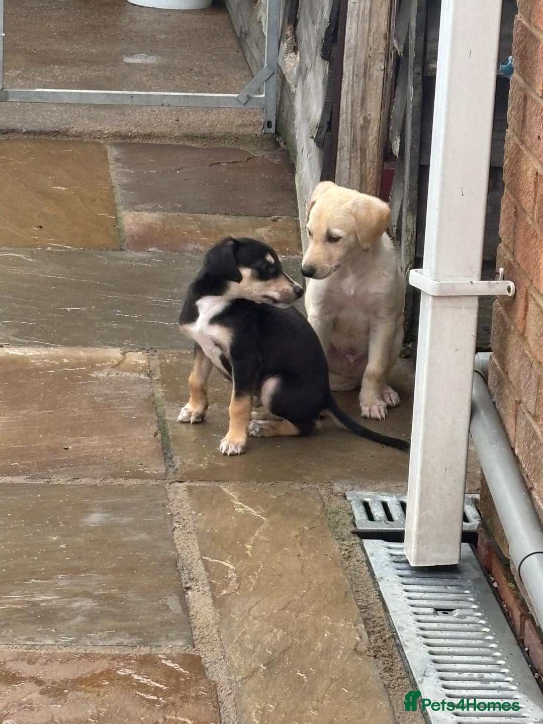Mixed Breed dogs for sale: Saluki whippet greyhounds  - Image 14